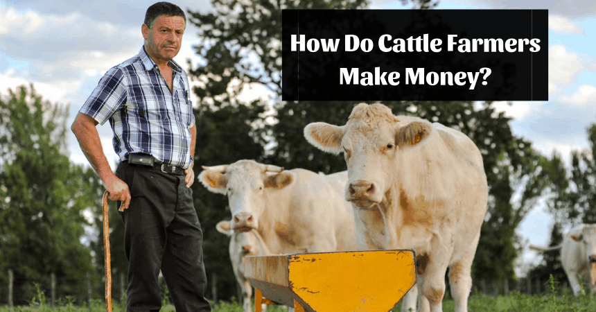 how-do-cattle-farmers-make-money-in-australia-get-course